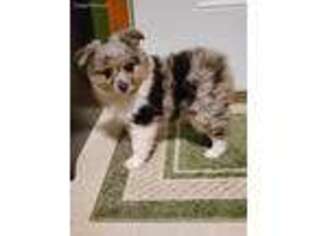 Miniature Australian Shepherd Puppy for sale in Ames, IA, USA