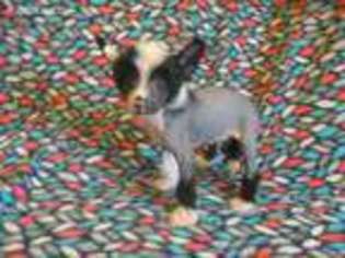 Chinese Crested Puppy for sale in Comer, GA, USA