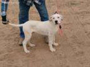 Dogo Argentino Puppy for sale in Sparks, NV, USA