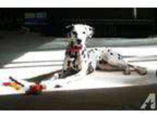 Dalmatian Puppy for sale in WESTERVILLE, OH, USA