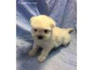 Maltese Puppy for sale in Antlers, OK, USA