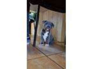 Staffordshire Bull Terrier Puppy for sale in LONG BEACH, CA, USA