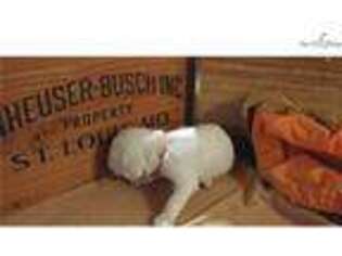 English Setter Puppy for sale in Ann Arbor, MI, USA