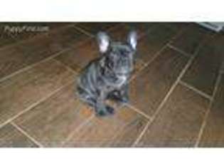 French Bulldog Puppy for sale in Houston, MO, USA