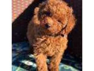 Goldendoodle Puppy for sale in Yorba Linda, CA, USA