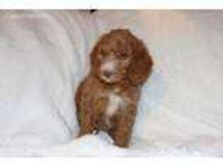Labradoodle Puppy for sale in Willow Street, PA, USA