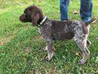 German Shorthaired Pointer Puppy for sale in Ellwood City, PA, USA