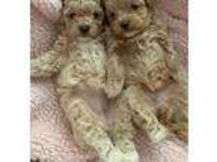 Shih-Poo Puppy for sale in Manteca, CA, USA