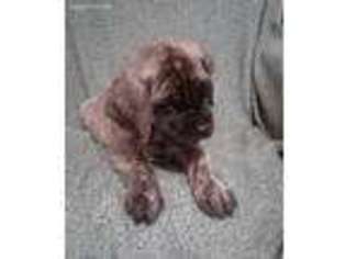 Mastiff Puppy for sale in Mabank, TX, USA