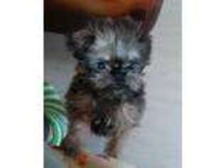 Brussels Griffon Puppy for sale in Nilwood, IL, USA