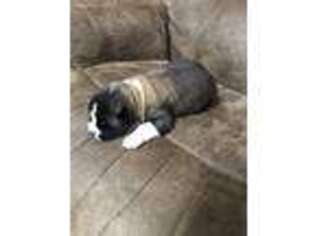 Akita Puppy for sale in Akeley, MN, USA