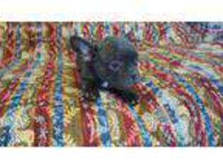 French Bulldog Puppy for sale in Wheeler, MI, USA