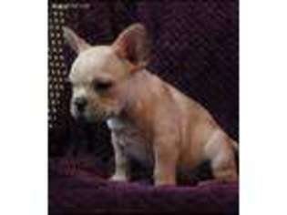 French Bulldog Puppy for sale in Selkirk, NY, USA