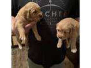 Golden Retriever Puppy for sale in Burns, OR, USA