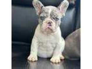 French Bulldog Puppy for sale in Middletown, NY, USA