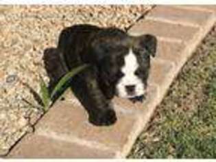 Bulldog Puppy for sale in Chandler, AZ, USA