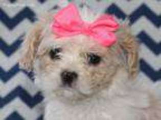 Cavachon Puppy for sale in Harlan, IN, USA