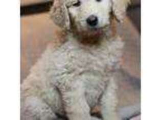 Goldendoodle Puppy for sale in Merlin, OR, USA