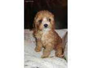 Cavapoo Puppy for sale in Elizabethton, TN, USA