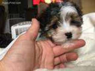 Biewer Terrier Puppy for sale in La Grange, NC, USA