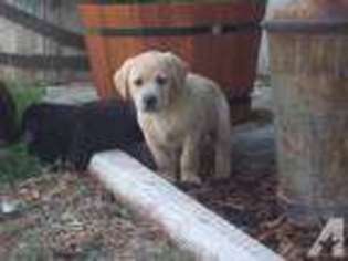 Labrador Retriever Puppy for sale in TOWNSEND, MT, USA