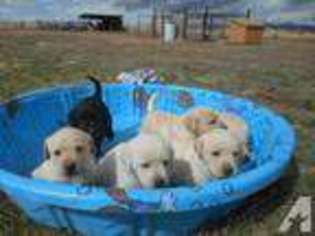 Labrador Retriever Puppy for sale in SANTA FE, NM, USA