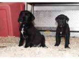 Cane Corso Puppy for sale in Palmdale, CA, USA