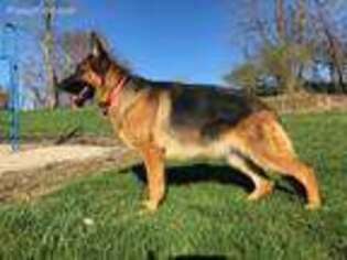German Shepherd Dog Puppy for sale in Somerville, OH, USA