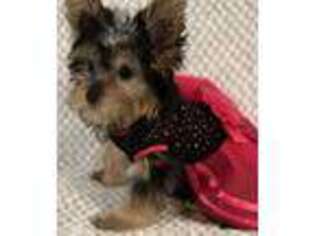 Yorkshire Terrier Puppy for sale in Milwaukee, WI, USA