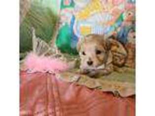 Mutt Puppy for sale in Ravenna, MI, USA