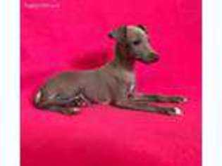 Italian Greyhound Puppy for sale in Anita, IA, USA