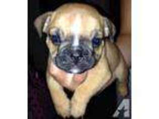 Bulldog Puppy for sale in HOLLISTER, CA, USA
