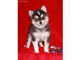 Alaskan Klee Kai Puppy for sale in Lexington, NE, USA