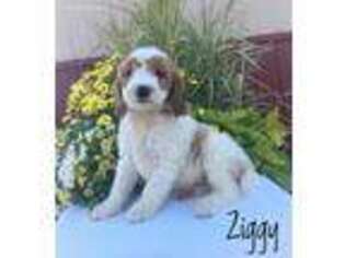 Goldendoodle Puppy for sale in Boyd, WI, USA