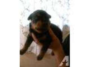Rottweiler Puppy for sale in TYLER, TX, USA