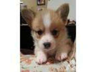 Pembroke Welsh Corgi Puppy for sale in GOLD HILL, OR, USA
