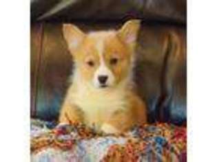 Pembroke Welsh Corgi Puppy for sale in Macon, MS, USA