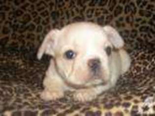 French Bulldog Puppy for sale in GOLDEN, MO, USA