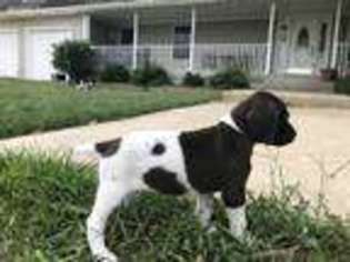 German Shorthaired Pointer Puppy for sale in Cornell, IL, USA