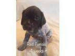 Wirehaired Pointing Griffon Puppy for sale in Palm Coast, FL, USA