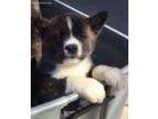 Akita Puppy for sale in Mira Loma, CA, USA