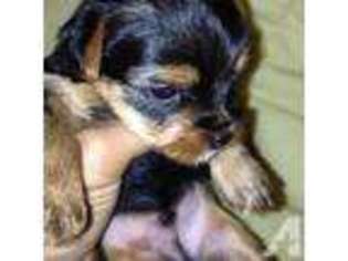 Yorkshire Terrier Puppy for sale in FREDERICKSBURG, VA, USA
