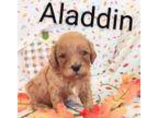 Cavapoo Puppy for sale in Blackfoot, ID, USA