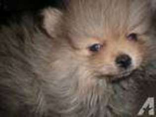 Pomeranian Puppy for sale in PINON HILLS, CA, USA