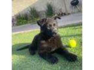 German Shepherd Dog Puppy for sale in Chula Vista, CA, USA