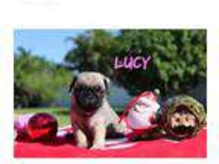 Pug Puppy for sale in Port Saint Lucie, FL, USA