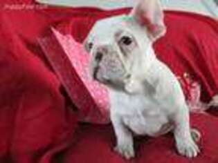 French Bulldog Puppy for sale in Pine Grove, PA, USA