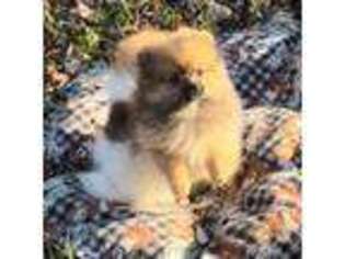 Pomeranian Puppy for sale in Cass City, MI, USA