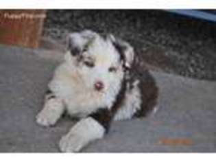 Australian Shepherd Puppy for sale in Custer City, OK, USA