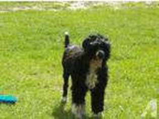 Portuguese Water Dog Puppy for sale in KNOXVILLE, TN, USA
